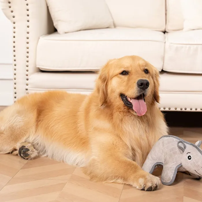 Territory Durable Plush Rhino dog toy beside resting golden retriever