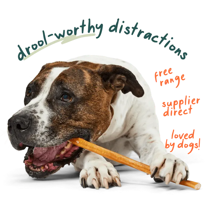 Woof Dog Bully Safe Collagen 12" 10pk