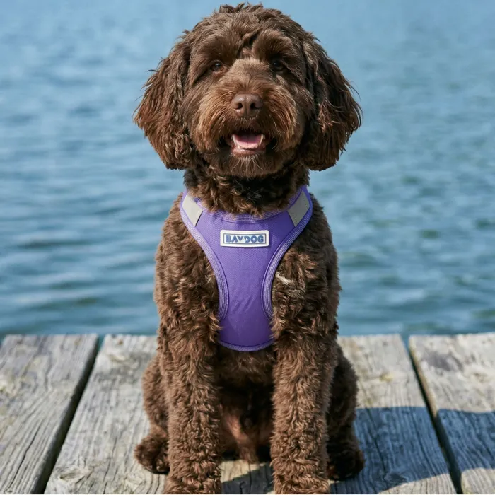 Bay Dog Liberty Bay Harness violet lifestyle
