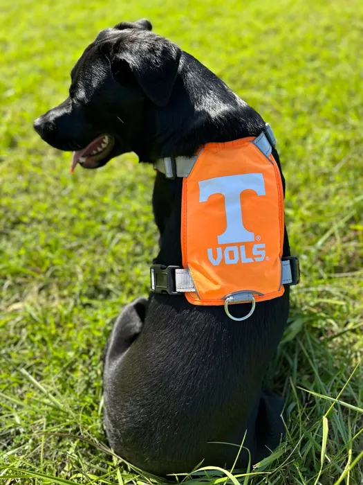 Baydog Tennessee Volunteers harness XL lifestyle view