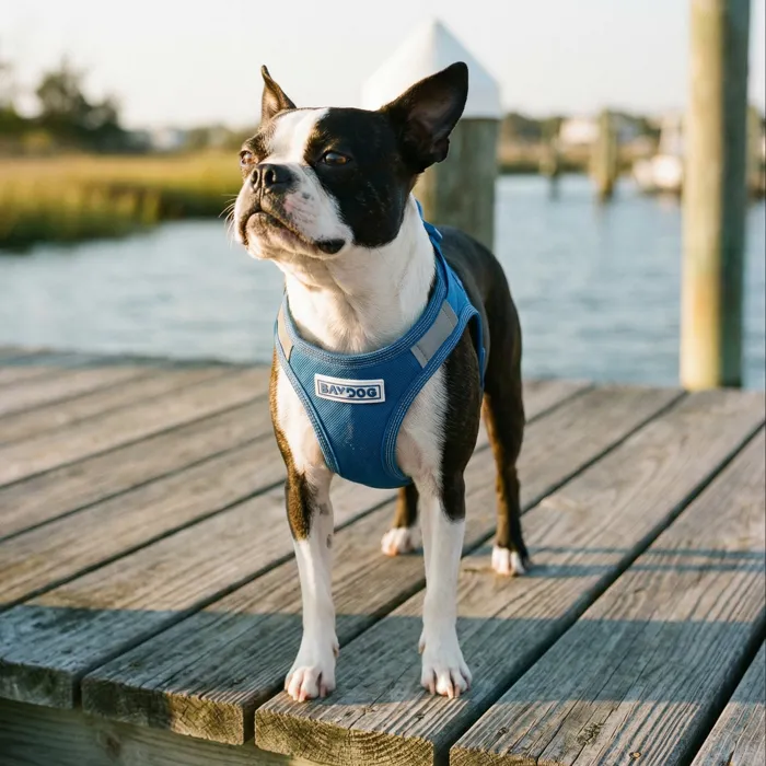 Bay Dog Liberty Bay Harness Bay Blue lifestyle view