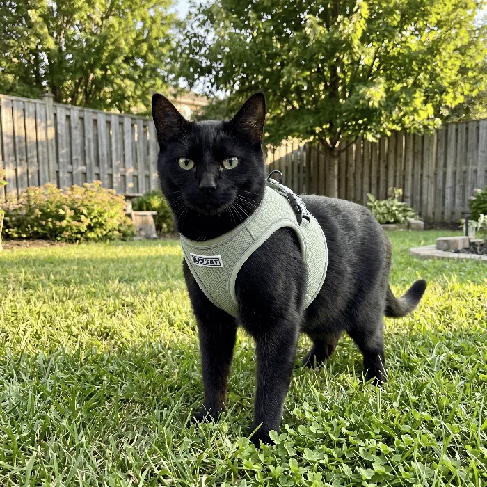BayCat Coastal Fern Large harness black cat lifestyle