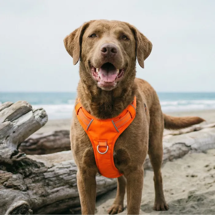 BAYDOG Chesapeake Bay Dog Harness blaze orange large lifestyle