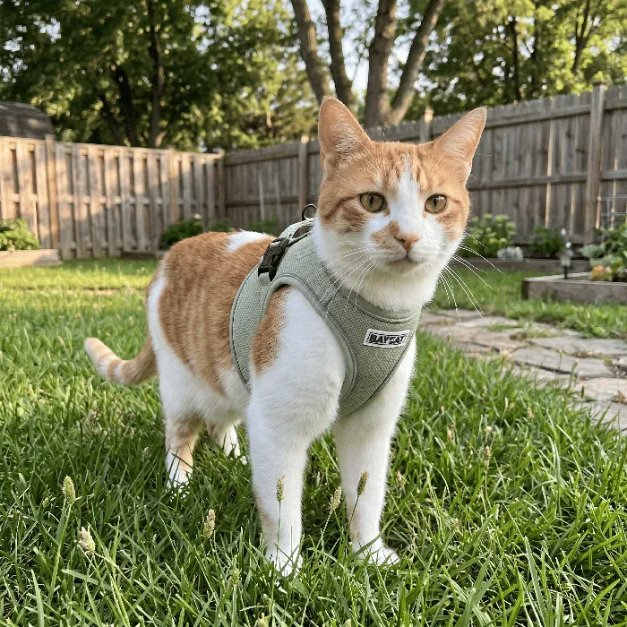 BayCat Coastal Fern harness outdoor cat view