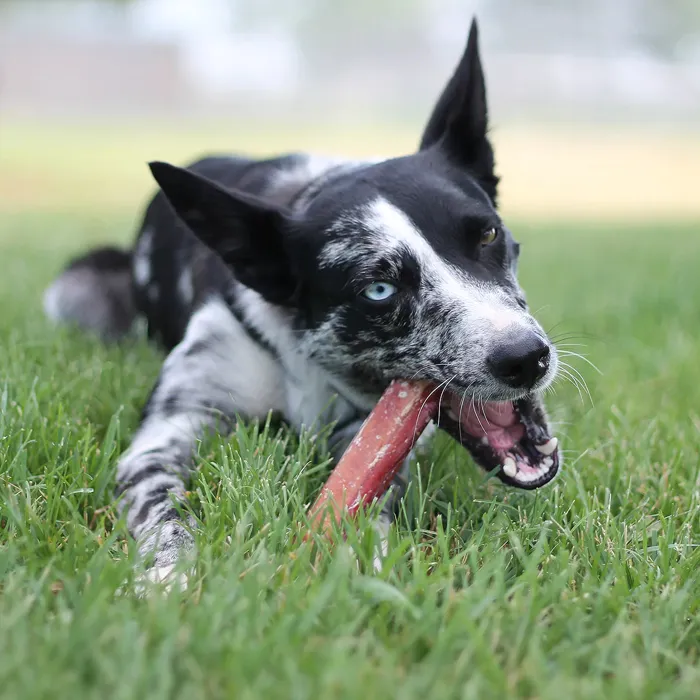 Tuesday's Bf Bully Stick Odor Free Jumbo 6"