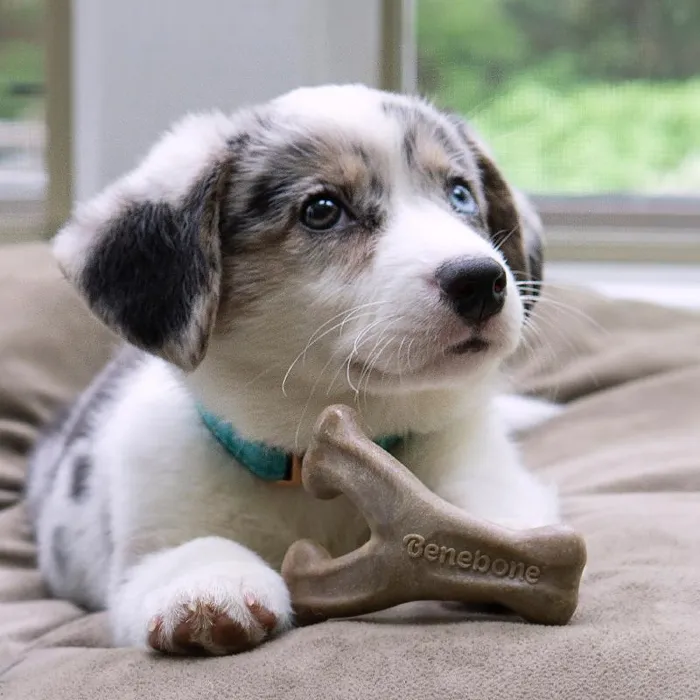 Benebone Puppy Wishbone Bacon SM